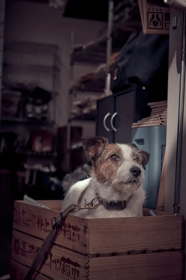 Cute dog at the market in Tokyo                                                                      — Animals                                                                                              | Robert Ferda Photography