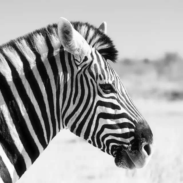 Head of zebra                                                                                        — Animals                                                                                              | Robert Ferda Photography