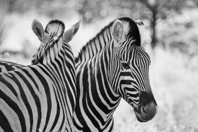 A couple of zebras                                                                                   — Animals                                                                                              | Robert Ferda Photography