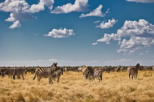 A herd of zebras                                                                                     — Animals                                                                                              | Robert Ferda Photography