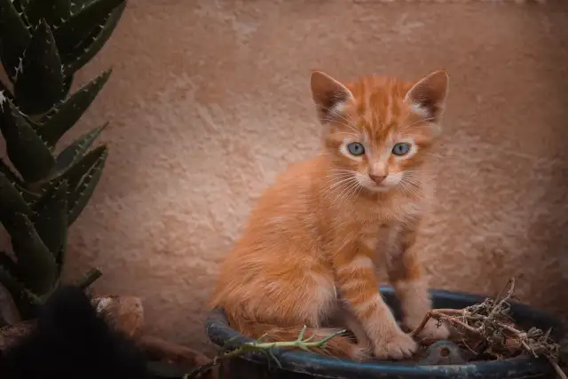 Red haired kitten                                                                                    — Animals                                                                                              | Robert Ferda Photography