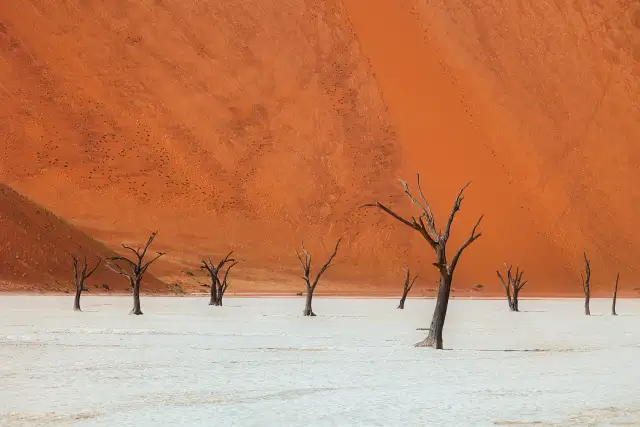 A few trees in Deadvlei                                                                              — Landscapes                                                                                           | Robert Ferda Photography