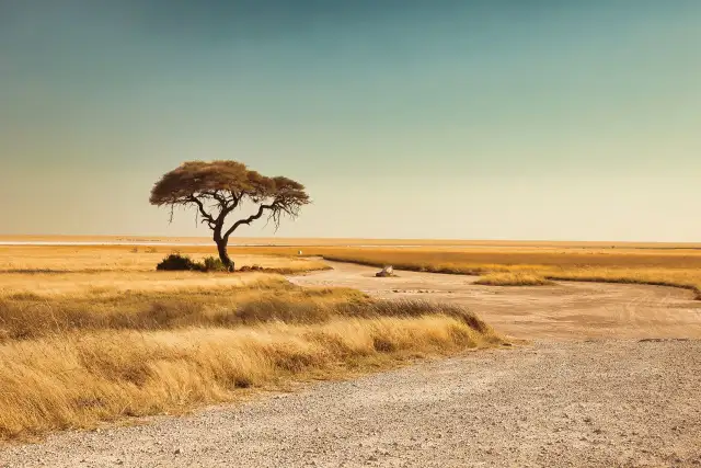 Roundabout in Etosha                                                                                 — Landscapes                                                                                           | Robert Ferda Photography
